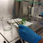 Biotecnología vasca para investigar (buenos) usos farmacológicos del cannabi