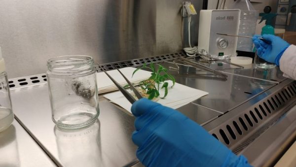 Biotecnología vasca para investigar (buenos) usos farmacológicos del cannabi